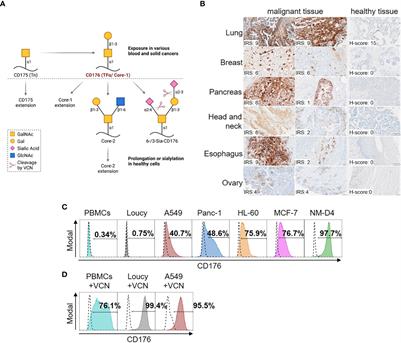 CAR-Ts redirected against the Thomsen-Friedenreich antigen CD176 mediate specific elimination of malignant cells from leukemia and solid tumors